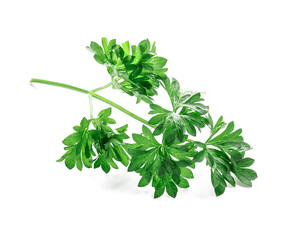 Fresh parsley on white background