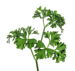Fresh parsley on white background