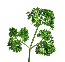 Fresh parsley on white background