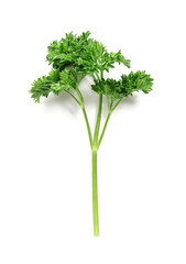 Fresh parsley on white background