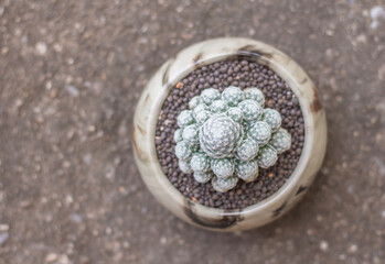 cactus in the flower pot ,Owl Eye Cactus or Mammillaria Perbella Hildmann