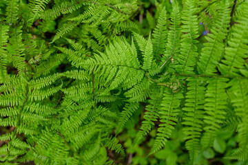 Green fern leaves in the forest