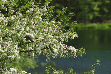 新緑の御射鹿池