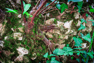 Small tree growing up on the big stone in the green forest