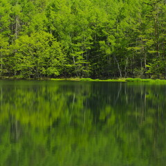 Obraz premium 新緑の御射鹿池