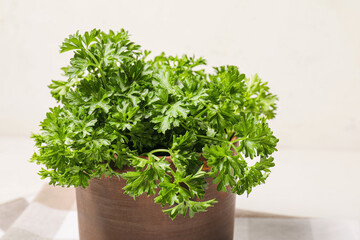Fototapeta premium Fresh parsley on white background