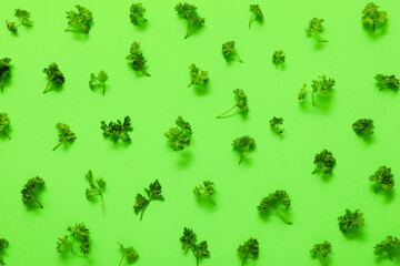 Fresh parsley on color background
