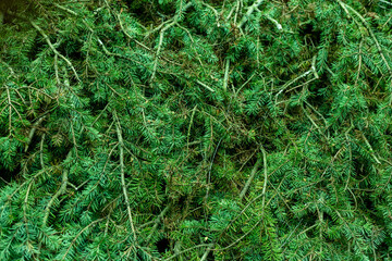 Many spruce branches stacked together