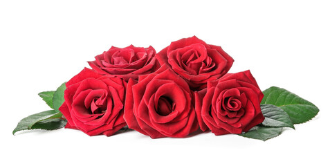 Beautiful red roses on white background