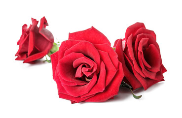 Beautiful red roses on white background