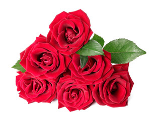 Beautiful red roses on white background