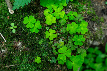 Hare cabbage in the forest. Hilotelephium.