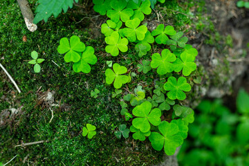 Hare cabbage in the forest. Hilotelephium.