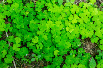 Hare cabbage in the forest. Hilotelephium.
