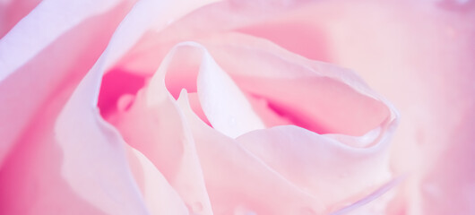 Soft focus, abstract floral background, pink white rose flower. Macro flowers backdrop for holiday brand design