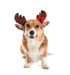 Cute dog with Christmas deer horns on white background
