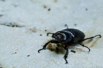 Fototapeta premium Big black bug crawling on a stone