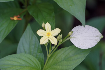 flower with leaves