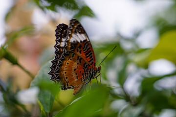 butterfly on leaf