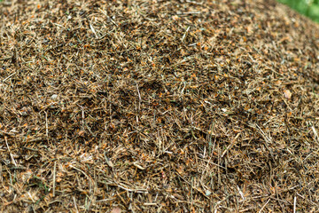 Forest anthill with ants macro shooting