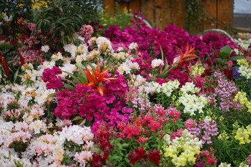 Fototapeta premium flowers in the garden