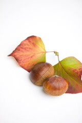chestnut and leaf