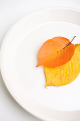 fallen leaves on plate
