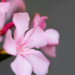 Wild pink oleander flower on dark background