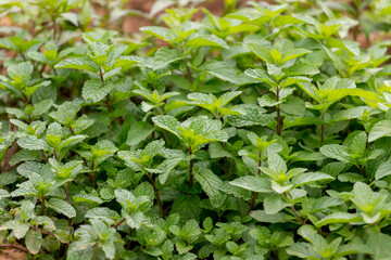Peppermint is a Thai herb vegetable.