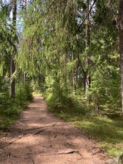 Fototapeta na wymiar Walkway in the forest