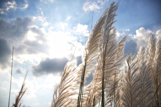 kash photos royalty free images graphics vectors videos adobe stock kash photos royalty free images