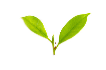 leaves of the Korean banyan on white background