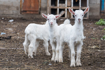 Obraz premium Three white goats stand in the barnyard and two look at the camera