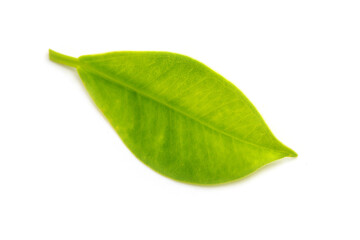 leaves of the Korean banyan on white background
