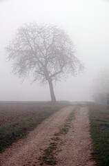 Weg im Nebel