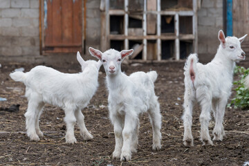 Obraz premium Three white goats stand in the barnyard and one of them looks into the camera