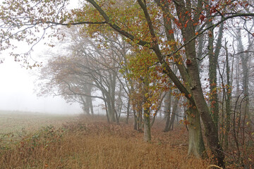 Fototapeta na wymiar Waldrand im Nebel