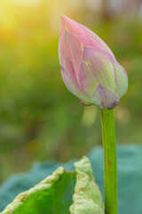 Pink lotus bud blooming with sunset nature background
