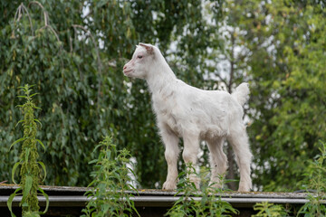A white kid stands on the roof of an outbuilding against a green background and looks to the side