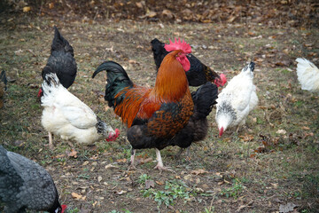Hühner und Hahn