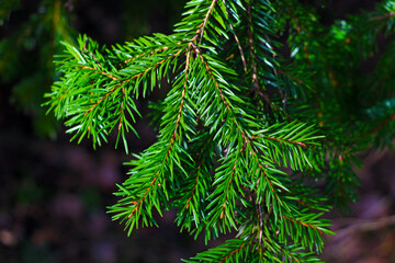 Beautiful green spruce branch in the forest.