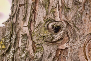 Robinien - Robinia  - Borke der Robinie 5