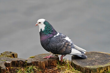 City pigeon in the park in late autumn.