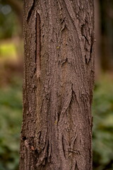 Borke einer Robinia - Scheinakazie - closeup II