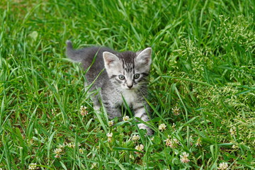 A little gray kitten is walking on the grass.