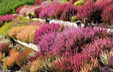 Obraz premium Heathers and heaths.