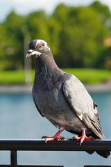 City pigeon sits on the railing.