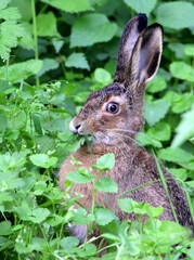 Naklejka na ściany i meble A gray wild hare sits in the green grass and looks frightened into the camera.