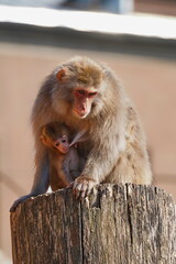 Naklejka premium A Japanese macaque sits on a tree with a baby.
