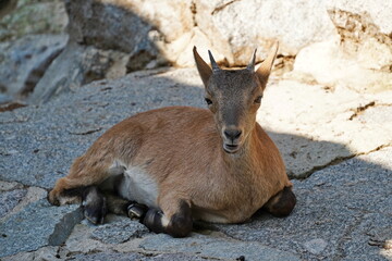 Fototapeta premium Little roe deer on vacation in the shade.